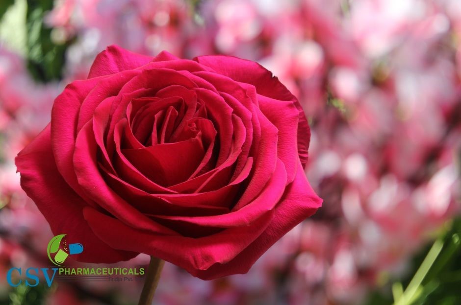 PC Ajmeri Rose