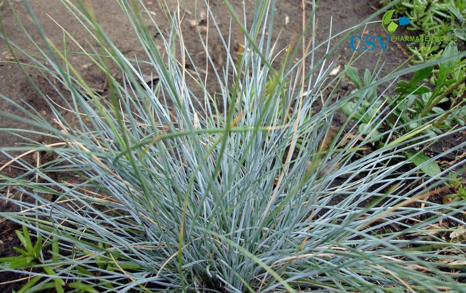 PC Blue Grass