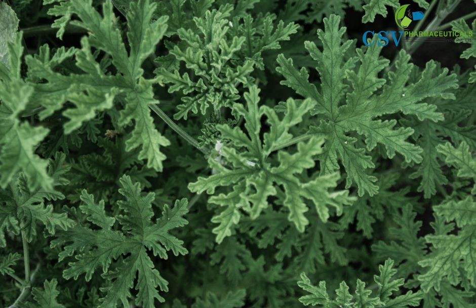Citronella Phenyl