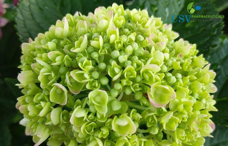 PC Floral Green