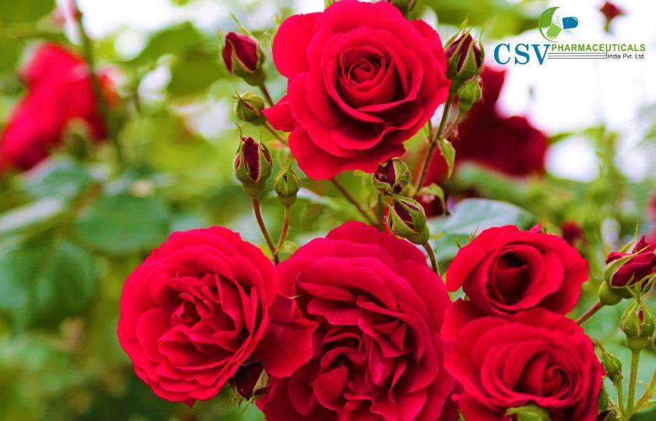 PC Red Rose