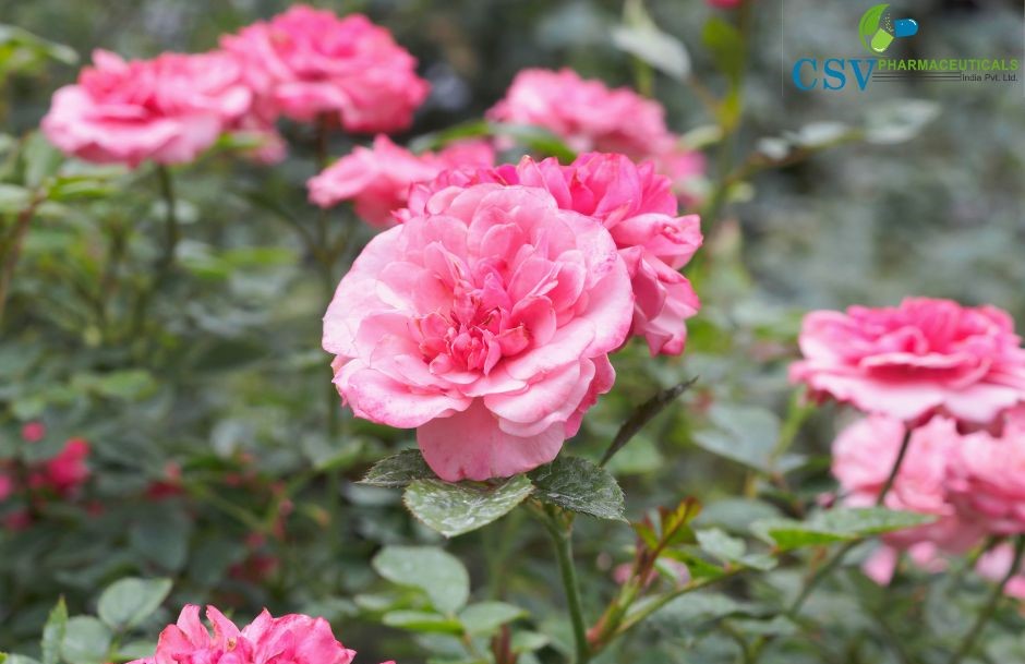 Rose Absolute