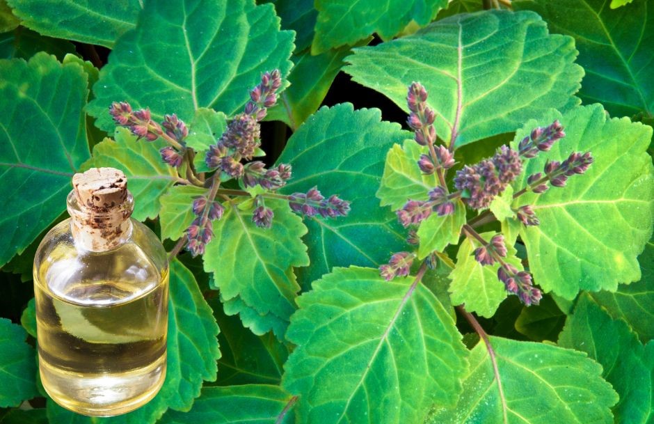 Patchouli Oil