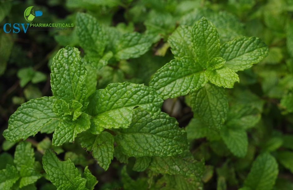 MENTHOL AND MINT OILS