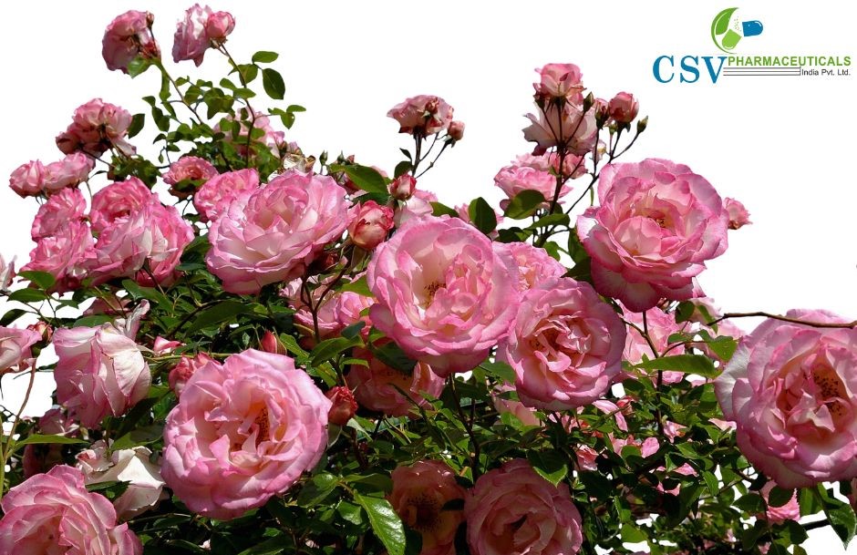 Rose Phenyl