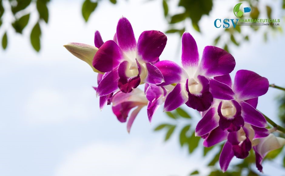 PC Orchid