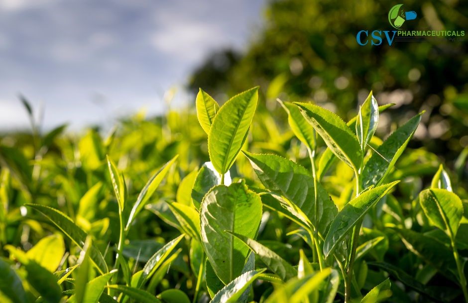 PC Green Tea