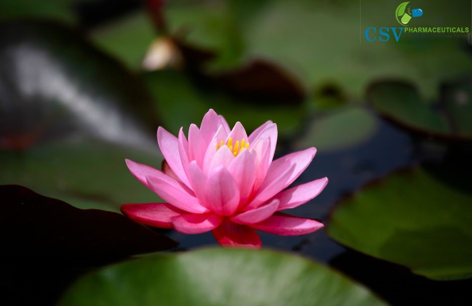 Pink Lotus Concrete