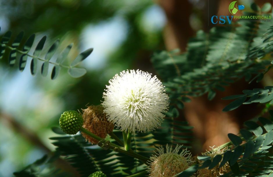 Mimosa Absolute