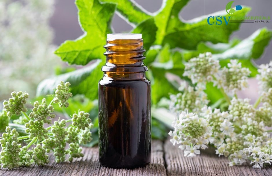 Angelica Root Oil